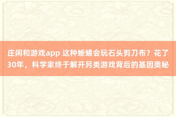 庄闲和游戏app 这种蜥蜴会玩石头剪刀布?花了30年,科学家终于解开另类游戏背后的基因奥秘