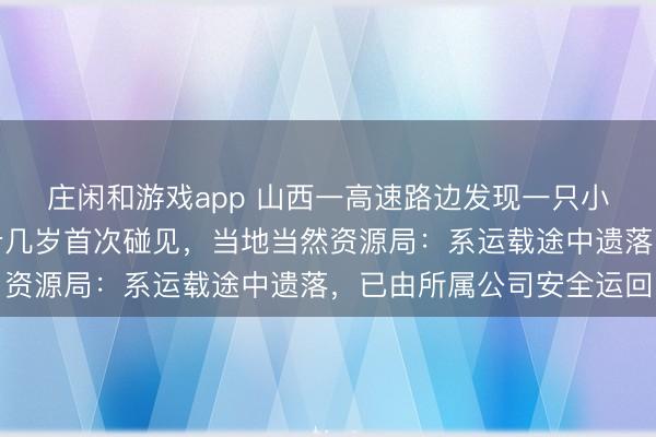 庄闲和游戏app 山西一高速路边发现一只小狮子,有民警称干了十几岁首次碰见,当地当然资源局:系运载途中遗落,已由所属公司安全运回